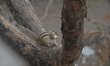 A squirrel eats food at a tree in Siliguri, India, on January 31, 2025. 