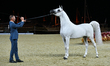 GJ Faheem, owned by Glenn Jacobs of Belgium, in Senior Stallions (Class 6B), reacts after...