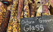 Indian corn (also known as Glass Corn or Flint Corn) is displayed at a farm in Markham, On...