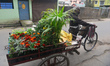 An elderly man sells flowers and other winter plants door to door to earn money for his an...