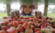 Workers pick fresh strawberries in the field during the harvest season in Barudua Village,...