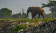 A wild elephant comes from the jungle to the garbage dump in Polonnaruwa, Sri Lanka, on Fe...