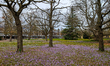 A field of blooming crocuses in shades of purple, white, and yellow spreads across a park...