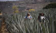 Women take a tour of the agave landscape and old industrial facilities of Tequila, which U...