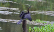 A Darter bird perches on a tree branch at Kaziranga National Park in Nagaon district, Assa...