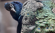 A peacock is seen in the Kharkiv Zoo in Kharkiv, Ukraine, on April 1, 2025 