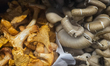 EDMONTON, CANADA - MARCH 29:A close-up view of two varieties of fresh mushrooms, (L-R) Ch...