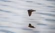 A barn swallow searches for food along the water's surface just after sunrise at the Ferna...