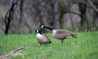 Nesting Canada geese are seen at the Fernald Nature Preserve in Ross, Ohio, on April 9, 20...