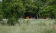 Monks walks towards the Maya Devi temple during the celebrations marking 2560th Buddha Jay...