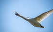 A mute swan is seen in flight at the Fernald Nature Preserve in Ross, Ohio, on May 9, 2025...