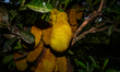 The Jackfruit (Artocarpus Heterophyllus) Trees Belong To The Moraceae Family And Grow In A...