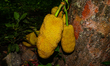 The Jackfruit (Artocarpus Heterophyllus) Trees Belong To The Moraceae Family And Grow In A...