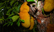 The Jackfruit (Artocarpus Heterophyllus) Trees Belong To The Moraceae Family And Grow In A...