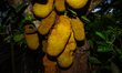 The Jackfruit (Artocarpus Heterophyllus) Trees Belong To The Moraceae Family And Grow In A...