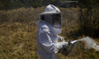 Martha Flores Garcia, a beekeeper, works with bees and breeding chambers between the borde...