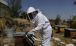 Martha Flores Garcia, a beekeeper, works with bees and breeding chambers between the borde...
