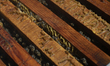 Bees are in breeding chambers between the borders of Mexico City, Mexico, and the State of...