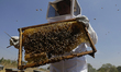 Martha Flores Garcia, a beekeeper, works with bees and breeding chambers between the borde...