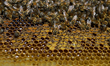 Bees are in breeding chambers between the borders of Mexico City, Mexico, and the State of...