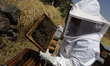 Martha Flores Garcia, a beekeeper, works with bees and breeding chambers between the borde...