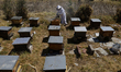 Martha Flores Garcia, a beekeeper, works with bees and breeding chambers between the borde...