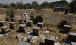 Martha Flores Garcia, a beekeeper, works with bees and breeding chambers between the borde...