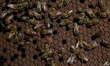 Bees are in breeding chambers between the borders of Mexico City, Mexico, and the State of...