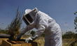 Martha Flores Garcia, a beekeeper, works with bees and breeding chambers between the borde...