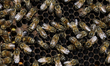 Bees are in breeding chambers between the borders of Mexico City, Mexico, and the State of...