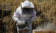 Martha Flores Garcia, a beekeeper, works with bees and breeding chambers between the borde...