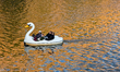 Four people relax on a swan-shaped paddle boat during sunset on the Vltava River in Prague...