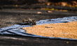 Villagers were drying wheat in the sun on a plastic tarp when squirrels amusingly peeked a...
