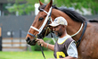 A groom prepares the thoroughbred racehorse Happy Quad in the walking ring ahead of the fi...
