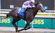Jockey Sahin Civaci rides Speedy Bear to a win in the first race at Woodbine Racetrack in...