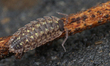 A woodlouse is in Toronto, Ontario, Canada, on May 16, 2025. 