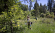 University of California students collect insects in a field within Empire Mine State Park...