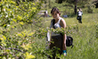 University of California students collect insects in a field within Empire Mine State Park...