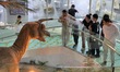 Visitors learn about paleontology at the Yantai Branch of the Geological Museum of China i...