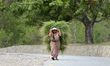 A Nepali woman carries a stack of grass as fodder for her cattle in Sindhuli, Nepal, on Ma...