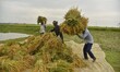 Farmers with their harvested paddy in a field in Nagaon District of Assam, India, on May 2...