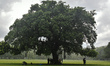 People take shelter under a tree during rain in Kolkata, India, on May 25, 2025. 