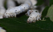 Silkworms feed on mulberry leaves at a silkworm farm in Nagaon district, Assam, India, on...