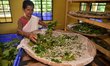 A worker provides a supply of mulberry leaves for silkworms at a silkworm farm in Nagaon d...