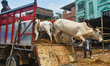 Cattle traders unload a cow from a truck near a cattle market in Kolkata, India, on June 1...