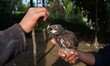 A two week old bird is feed with a frog by its owners after it was separate from its mothe...