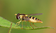 A hoverfly rests on a leaf in Markham, Ontario, Canada, on June 2, 2025. 