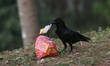 A crow takes food out of a plastic bag in Kathmandu, Nepal, on June 6, 2025. 