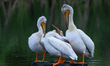 EDMONTON, CANADA - MAY 16: Four American White Pelicans sit on a rock in a pond at a publ...