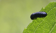 A Goldenrod Leaf Beetle larva (Trirhabda canadensis) is on a leaf in Markham, Ontario, Can...